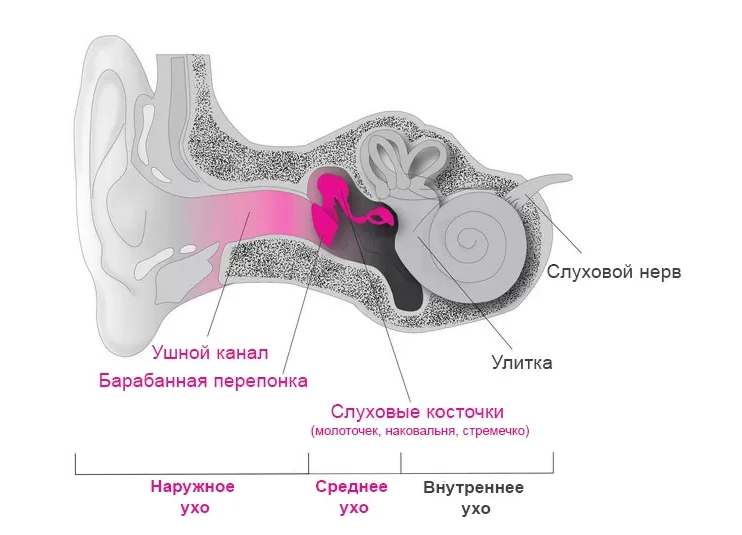 Устройство уха